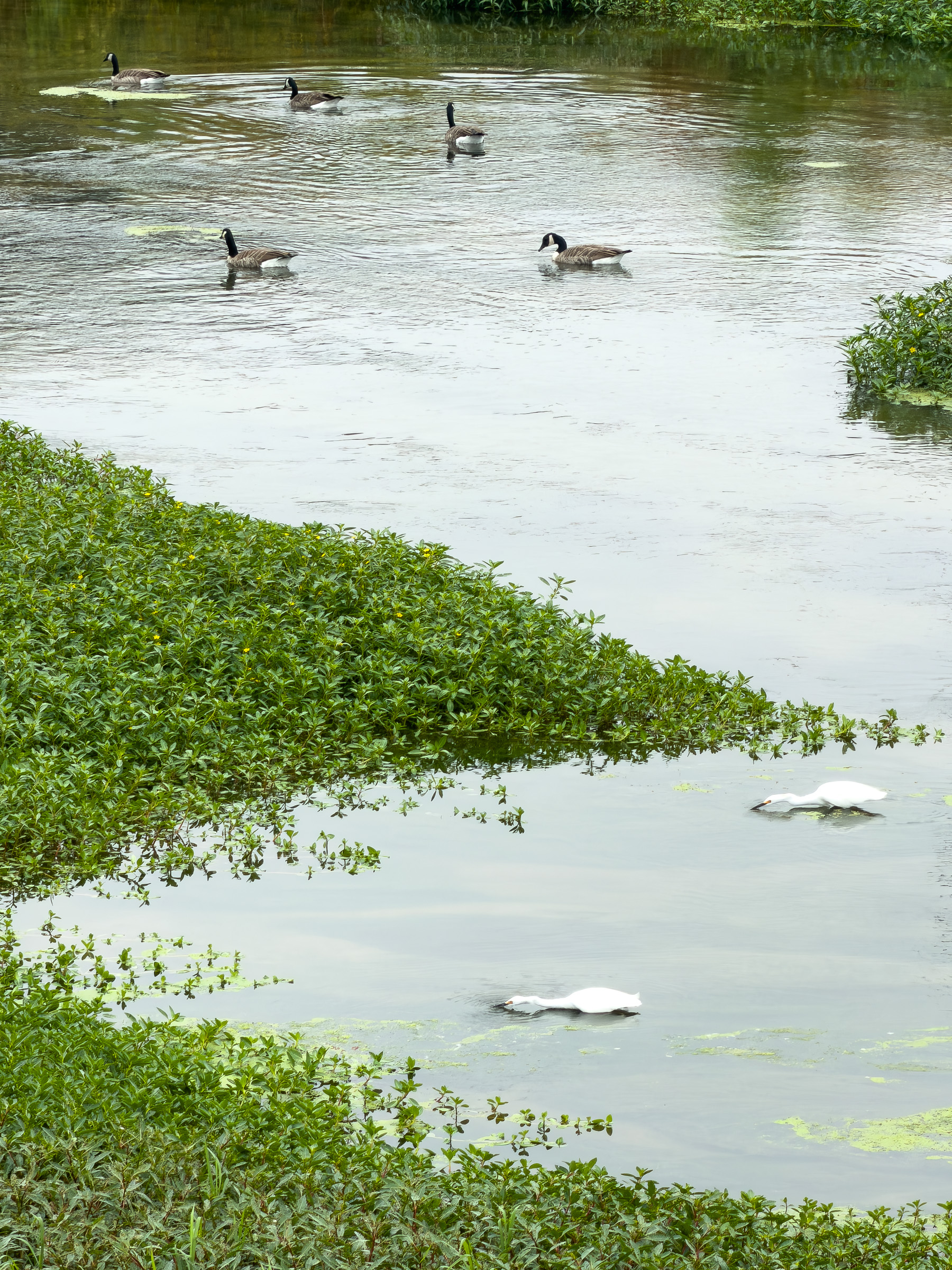 Geese and Egrets