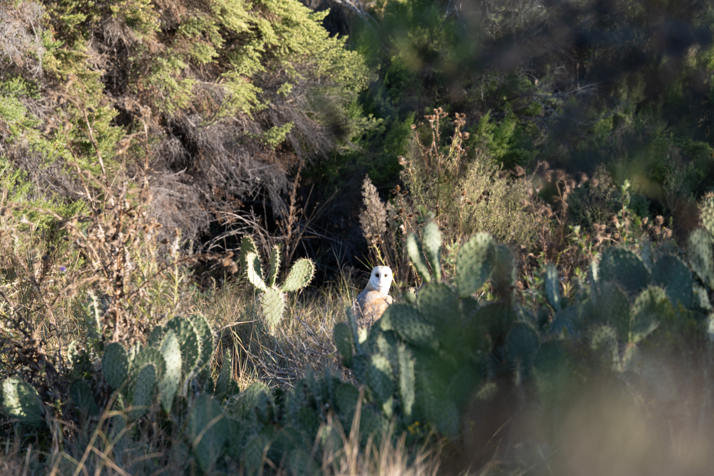 Barn Owl in a Cactus Patch